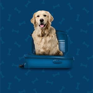 Pet Friendly Hotel ILUNION Atrium Madrid